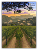 Napa Valley Vineyard