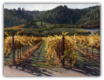 Far Niente Vineyard by Susan Hoehn