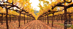 Under the Canopy Fine Art Photography print on canvas by Dennis Hogan