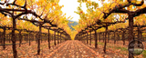 Under the Canopy Fine Art Photography print on canvas by Dennis Hogan