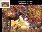 Hogan Fine Art Photography 16 x 20 Horizontal Matted Print