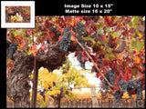 Hogan Fine Art Photography 16 x 20 Horizontal Matted Print