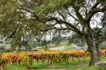 Hogan Fine Art Photography 16 x 20 Horizontal Matted Print