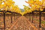 Hogan Fine Art Photography 16 x 20 Horizontal Matted Print