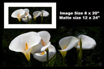 Hogan Fine Art Photography 12 x 24" Panoramic Matted Print