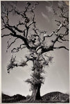 Hogan Fine Art Photography 16 x 20 Black & White Matted Prints
