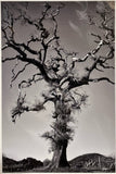 Hogan Fine Art Photography 16 x 20 Black & White Matted Prints