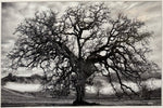 Hogan Fine Art Photography 16 x 20 Black & White Matted Prints