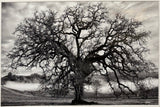 Hogan Fine Art Photography 16 x 20 Black & White Matted Prints