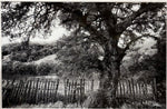 Hogan Fine Art Photography 16 x 20 Black & White Matted Prints