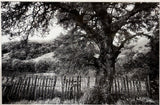 Hogan Fine Art Photography 16 x 20 Black & White Matted Prints