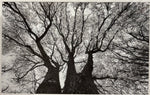 Hogan Fine Art Photography 16 x 20 Black & White Matted Prints