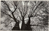 Hogan Fine Art Photography 16 x 20 Black & White Matted Prints