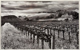 Hogan Fine Art Photography 16 x 20 Black & White Matted Prints
