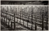 Hogan Fine Art Photography 16 x 20 Black & White Matted Prints