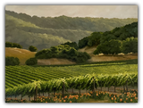 Poppies in the Vineyard Limited Edition by Susan Hoehn