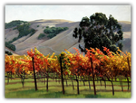 Sonoma in the Fall limited edition artwork by Susan Hoehn