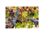 Hogan Fine Art Photography 16 x 20 Horizontal Matted Print