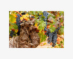 Hogan Fine Art Photography 16 x 20 Horizontal Matted Print