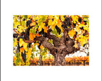 Hogan Fine Art Photography 16 x 20 Horizontal Matted Print