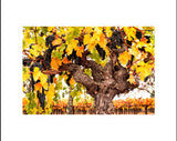 Hogan Fine Art Photography 16 x 20 Horizontal Matted Print