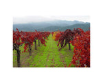 Hogan Fine Art Photography 16 x 20 Horizontal Matted Print