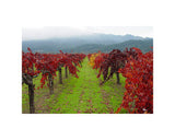Hogan Fine Art Photography 16 x 20 Horizontal Matted Print