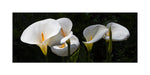 Hogan Fine Art Photography 12 x 24" Panoramic Matted Print