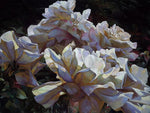White Roses - Canvas Print