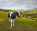 Cows in Limerick Ireland