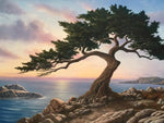 Monterey Cypress