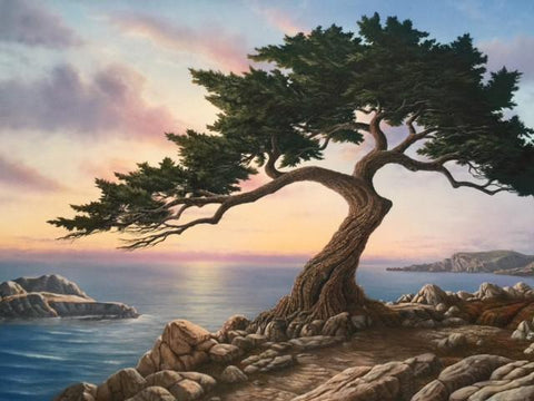 Monterey Cypress