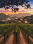 Napa Valley Vineyard