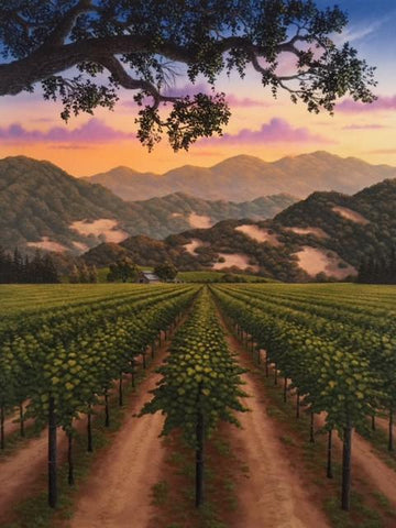 Napa Valley Vineyard