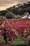 Sonoma Afternoon