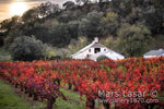 Sonoma Afternoon