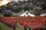 Sonoma Afternoon