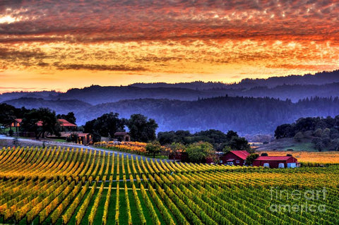 Napa Winery - Screaming Eagle